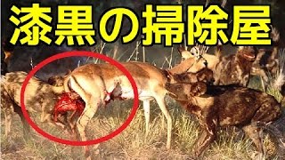 【閲覧注意】捕食バトル集！リカオン　捕食した獲物は生きたまま喰う！残酷な最後は閲覧注意です・・