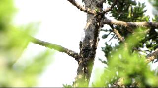 Hadoa inaudita (formerly Tibicen inauditus) cicada in Picket Wire Canyon, CO