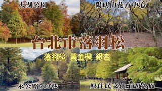 2023 台北市3個落羽松景點分享 - 士林原住民文化主題公園落羽松、陽明山永公路500巷最後的落羽松、大湖公園落羽松 I 陽明山花卉試驗中心黃金楓及銀杏森林 I 12月底會是最佳觀賞期