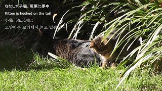 ななしま子猫、尻尾に夢中 kitten and mother