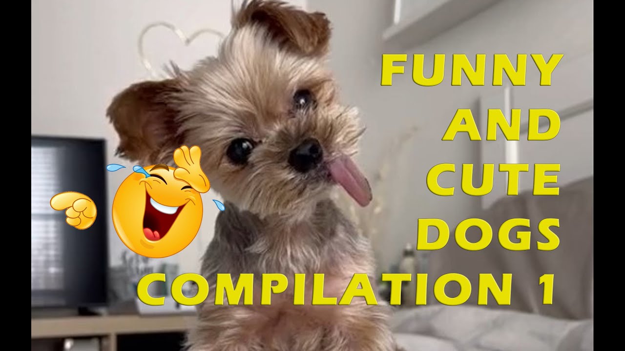 Funny And Cute Dogs Compilation1 Youtube