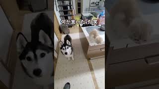 子猫のご飯ください催促に気づいたハスキー犬がとった行動が…笑 #shorts