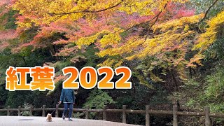 【紅葉】2022年愛犬のトイプードルと紅葉スポットに行ってみた