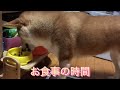 【柴犬】フレンドリーぎんちゃんと寝太郎むぎちゃんなのだ🐶