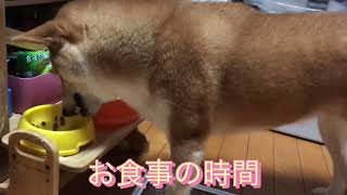 【柴犬】フレンドリーぎんちゃんと寝太郎むぎちゃんなのだ🐶