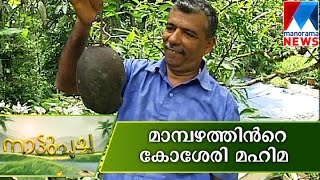 Kosseri Mango- A real BIG taste| Nattupacha | Manorama News