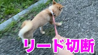 散歩中にリードが切れてびっくり！柴犬小夏生後１０ヶ月