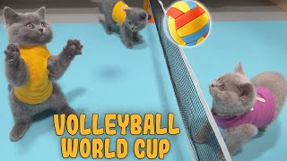 CUTE BRITISH SHORTHAIR KITTENS PLAYING NOT ONLY FOOTBALL BUT VOLLEYBALL !!! Funniest Cat Videos
