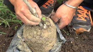 Banyan Tree Planting