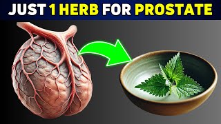 Just 1 HERB to SHRINK Your Enrlarged Prostate!