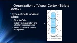 Vision: The Visual Cortex