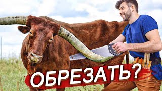 Надо ли обрезать корове рога?