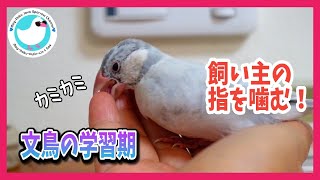 文鳥の学習期～お歌の練習、探検、飼い主の指を噛む～好奇心が止まらない？!