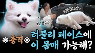 [ENG]이건 동물 학대예요!! 강아지가 사람 밥 같이 먹으면 이렇게 됨😱  [다이어트 하개?!] EP.03 #동물농장 #포메라니안 #푸바오 #폼피츠 #설채현 #가비 #반려견