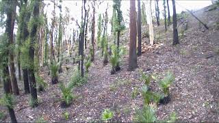 NSW Black Summer Bushfire Recovery Timelapse