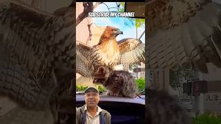 चील ने किया बिल्ली के बच्चे पर हमला #cat #birds #eagle #eagles #shorts #ytshorts #youtubeshorts