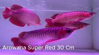 Arowana super red 50, 30 cm | #aquarium #fish