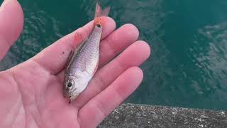 堤防からよく釣れる魚のクロホシイモモチ。見たことない魚釣ったんですけど食べれるんですか。と聞かれるときによく登場するのがこの魚。結論から言うと無毒でから揚げにしてもおいしい魚です。