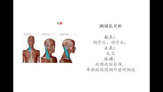 20211215 关键词  生理解剖学  肌肉系统  头颈