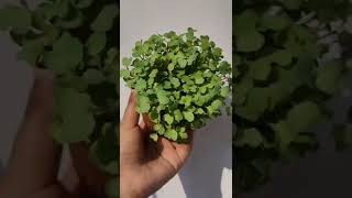 cutest Microgreens ever!