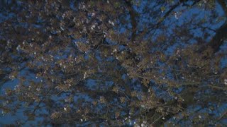 How did rain and wind impact the Tidal Basin cherry blossoms?