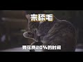 摸头在猫咪眼里是什么意思？