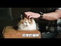 摸头在猫咪眼里是什么意思？