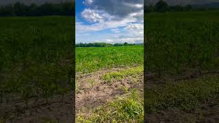 ដីចំការលក់ទំហំ138ហិចតា| Land for sale Size 138 hectares