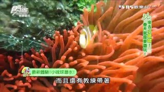 【小琉球】小綠龜潛水 全台灣獨一無二 珊瑚礁島 食尚玩家 20160225