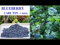 Blueberry care tips for more harvest | Front yard garden | NJ & TX Garden