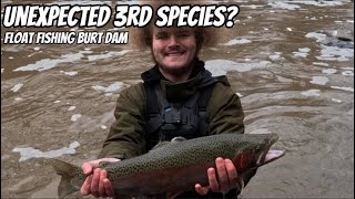 3 Species?! Unexpected Catch while Float Fishing Burt Dam!