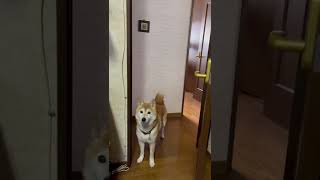 16時に散歩の誘いにやってくる柴犬マメ　2回目