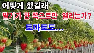 어떻게 했길래 딸기가 모두 한쪽으로만 치우쳐 열리는가? 토마토도요... (딸기의 열림특성, 딸기 심기, 딸기 재배, 딸기심는 방향, 토마토 열리는 방향, 고추 방아다리)