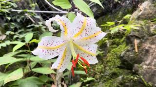 【花】ヤマユリ Lilium auratum