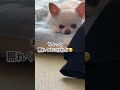 幸せって意味を…🐶💕 ちわわ いぬのいる生活 いぬのきもち 可愛い 癒し しあわせ dog cute 치와와 행복