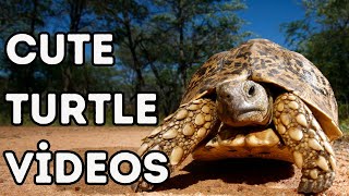 SEVİMLİ KAPLUMBAĞA VİDEOLARI - CUTE TURTLE VİDEOS 🐢🐢🐢