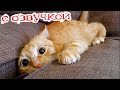 Funny Animal Videos 2023 - Funniest Dogs and Cats Videos #99