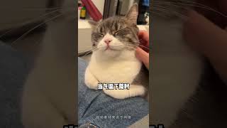 猫咪一天有12小时都在装睡#新手养猫 #猫咪睡姿 #科学养猫 #养猫经验 #养猫日常