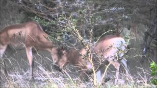 Fighting Lichtenstein's Hartebeests in Saadani National Park