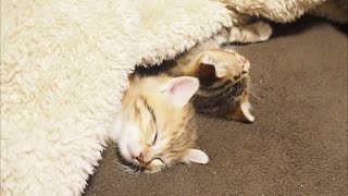 楽しく遊んだ後は仲良くおやすみ子猫ちゃん【赤ちゃん猫】【保護猫】