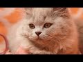 funniest cats relax time video