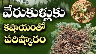 E186| వేరుకుళ్లుకు సహజ పరిష్కారం |#groundnut |@GramaBazaar | 94912 78836, 833 1800 100