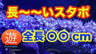 長〜いスターポリプを買いました【海水魚水槽】