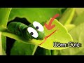 Worm cute | worm | insect | 4k videos