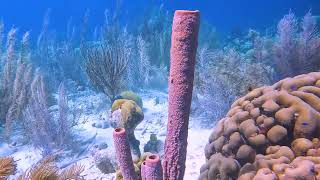 Bonaire snorkeling 2023