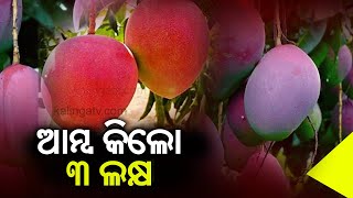 କାଣ୍ଡୁଲଗୁଡା ଗାଁର ଶିକ୍ଷକ 'ମିୟାଜାକି' ନାମକ ବିଭିନ୍ନ ପ୍ରକାରର ଆମ୍ବ ବ growing ାଇବାରେ ସଫଳ ହୋଇଥିଲେ |