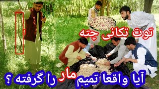 سفر تمیم، به بهترین باغ بدخشان، میله توت تکانی، قصه های شیرین موسفید بدخشی- Badakhshan Faizabad