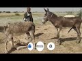 excellent donkey meeting first time ANIMALS SECRET