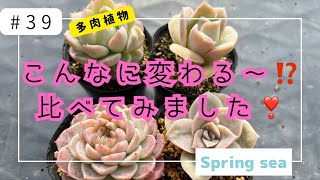 [多肉植物]#39 こんなに変わる〜⁉️比べてみました❣️2025/01/26