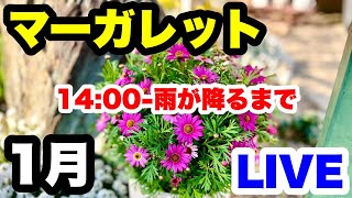 ◆そのままだと枯れます！1月の『マーガレット』の管理🪴